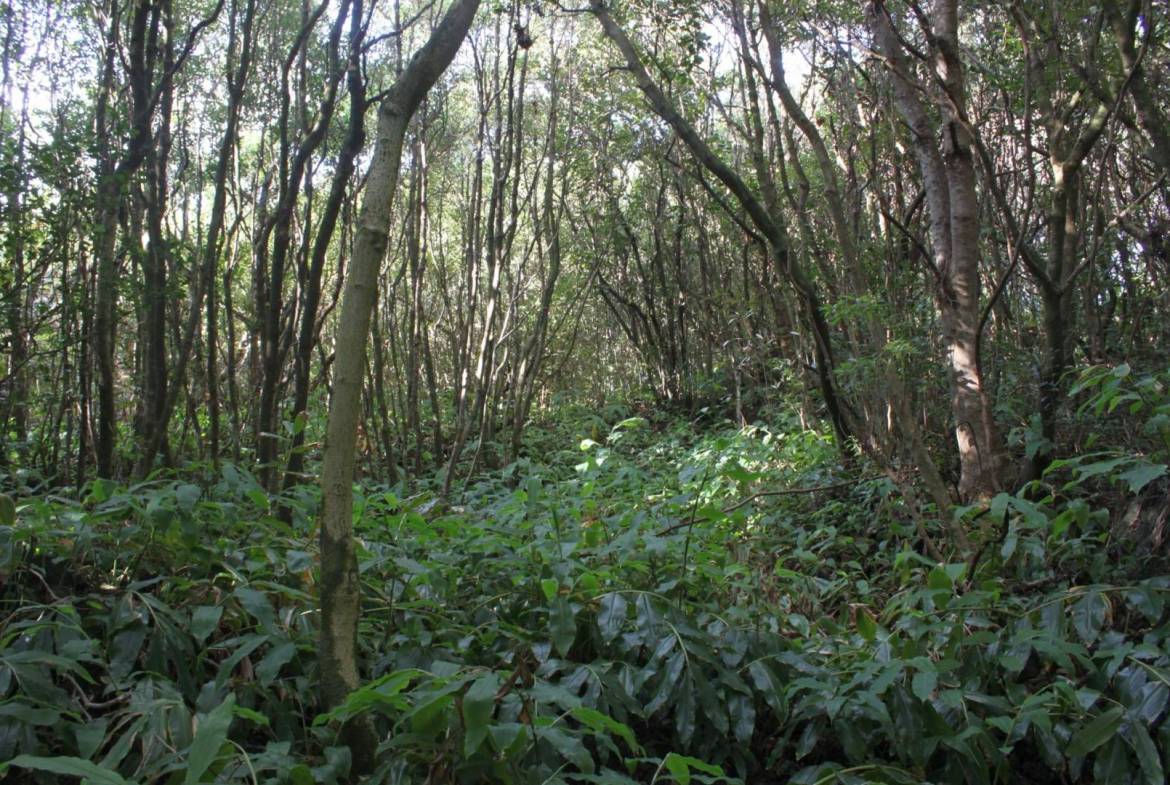 Forest plot Varadouro Faial