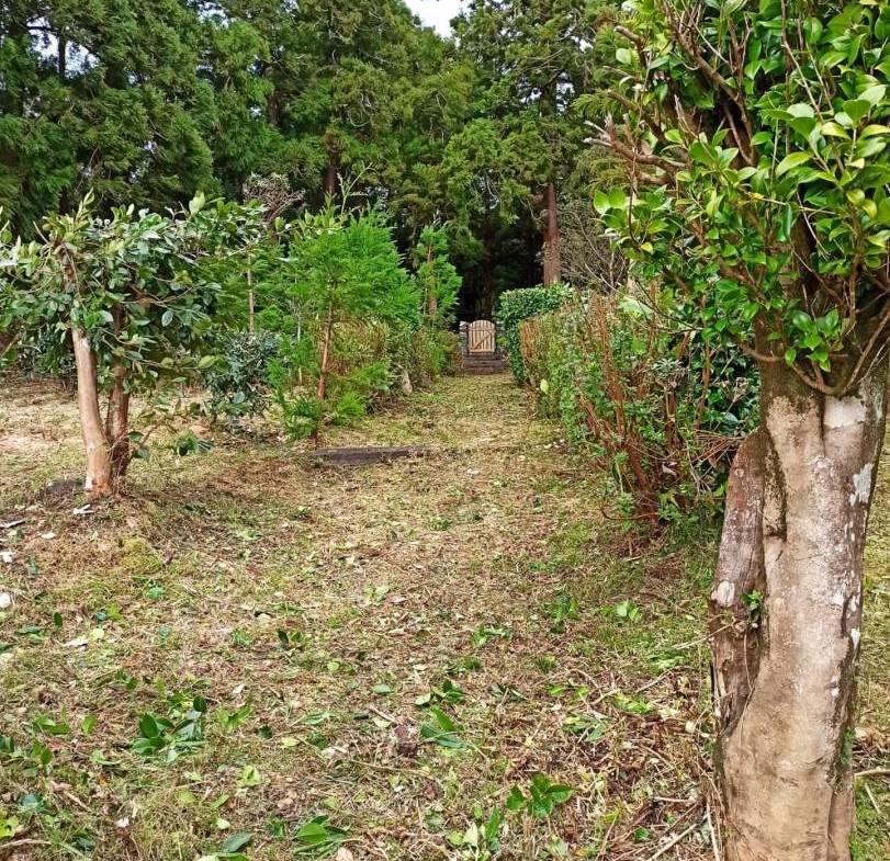 offgrid house forest Faial