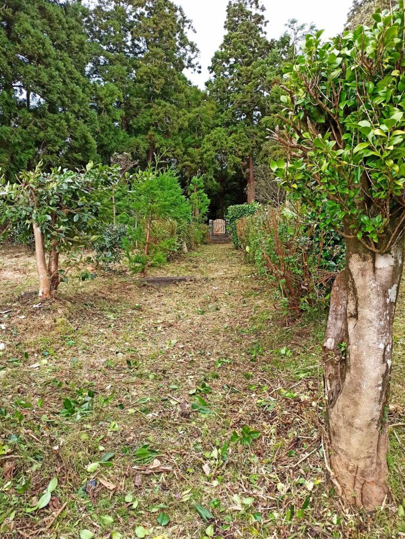 offgrid house forest Faial