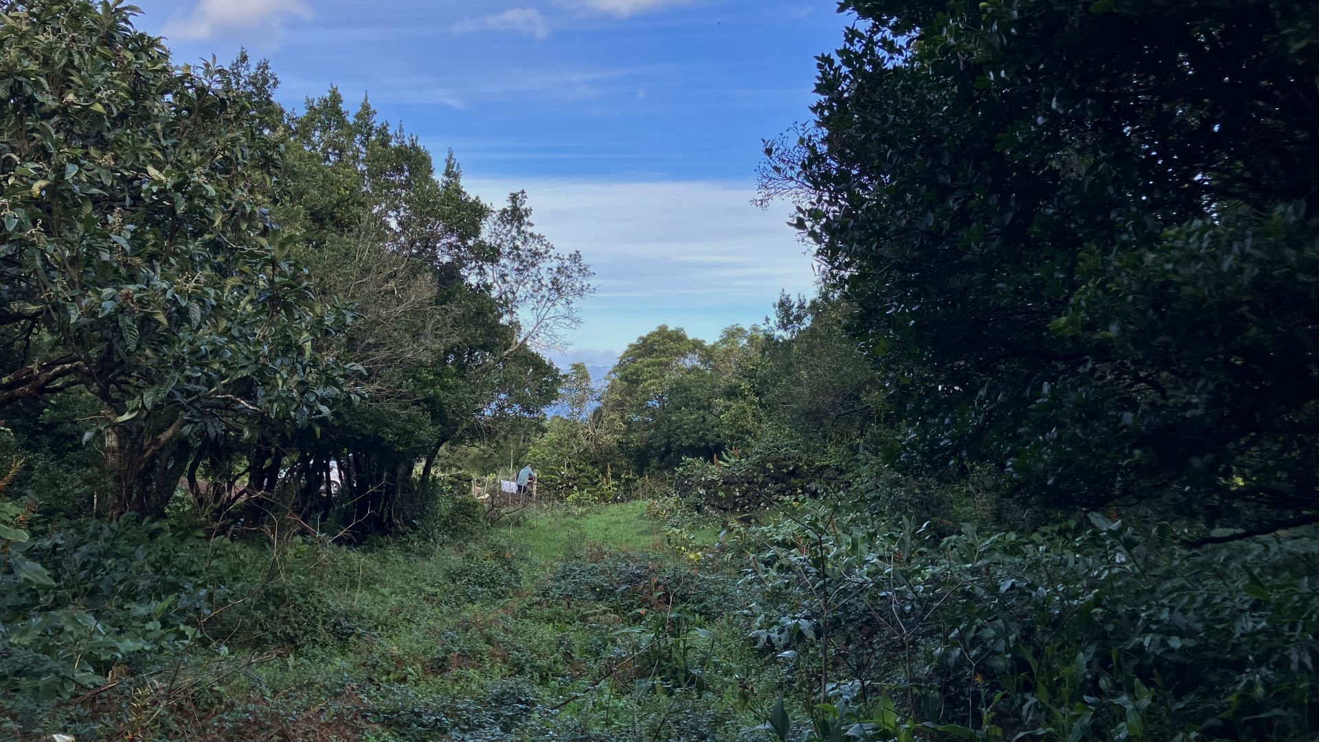 land forest ruin rebuilding