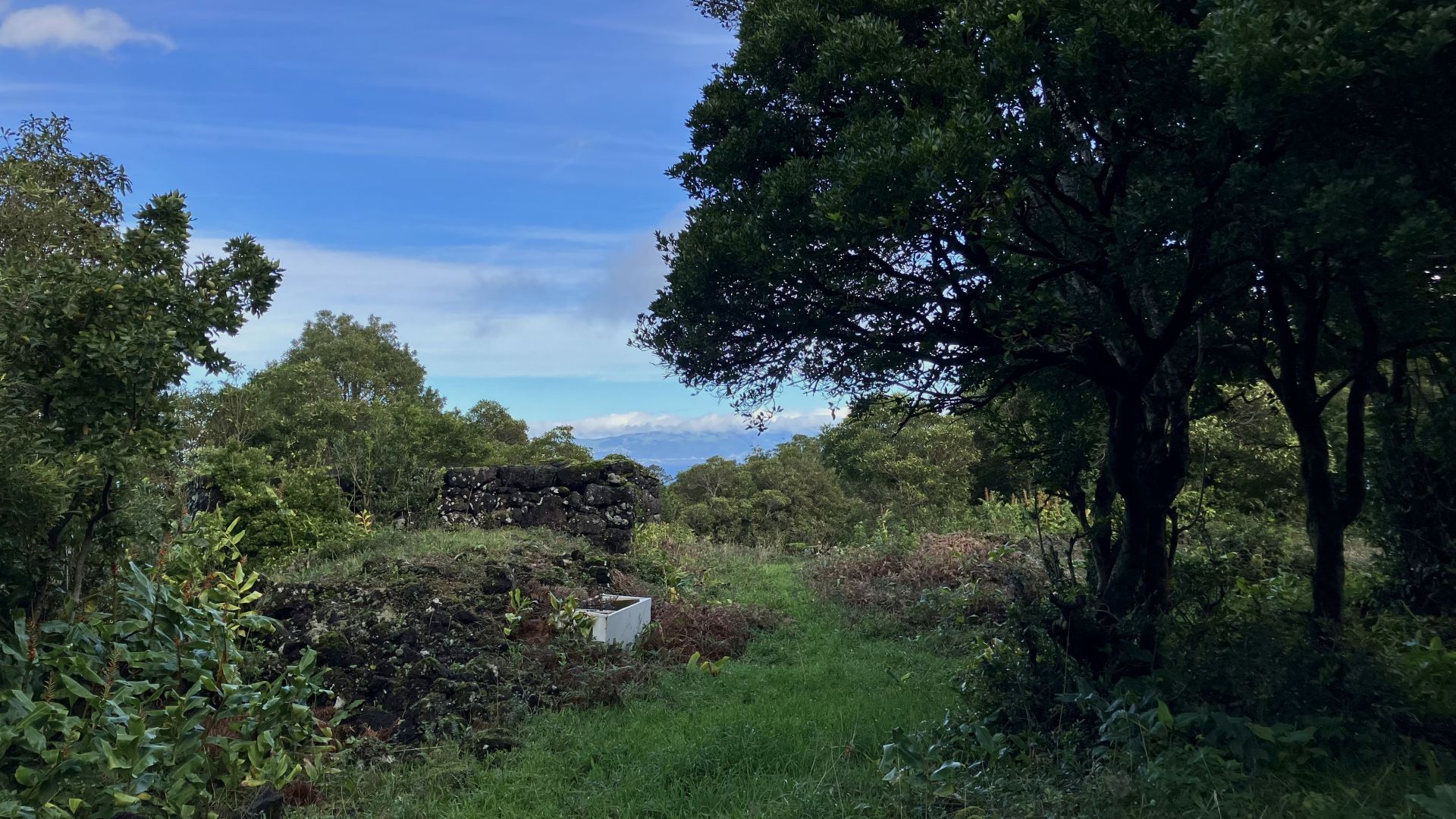 land forest ruin rebuilding