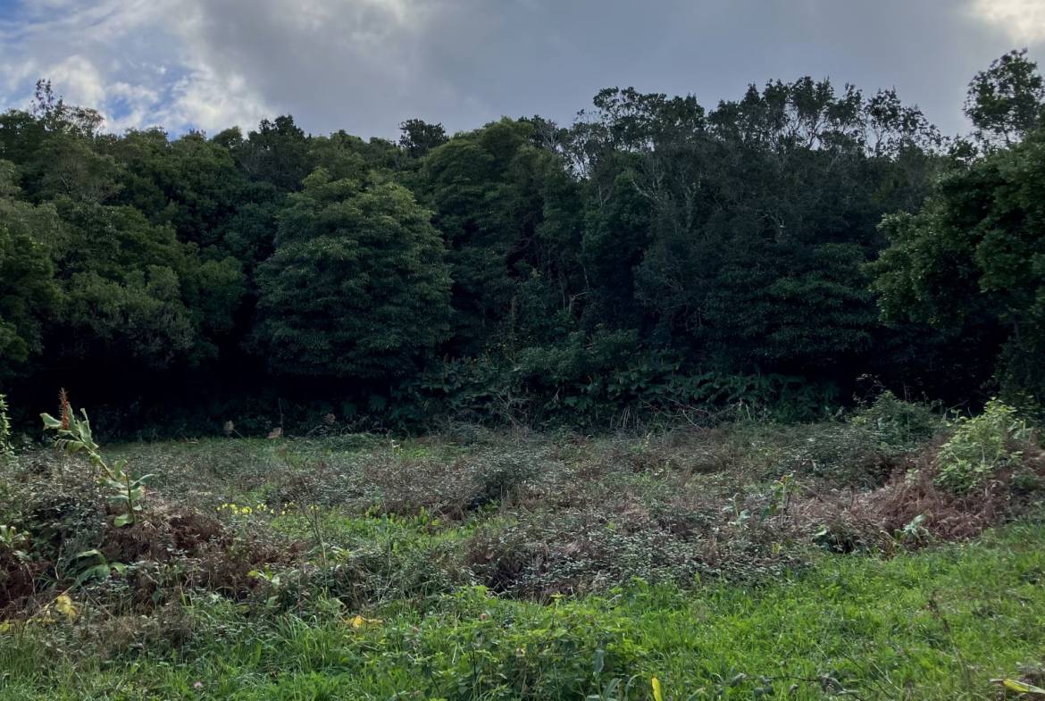 land forest ruin rebuilding