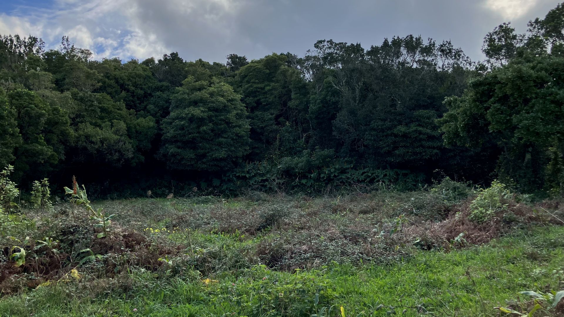 land forest ruin rebuilding