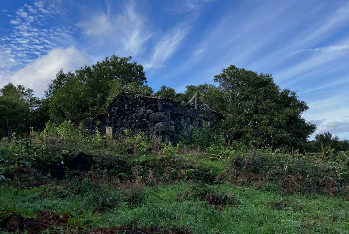 land forest ruin rebuilding