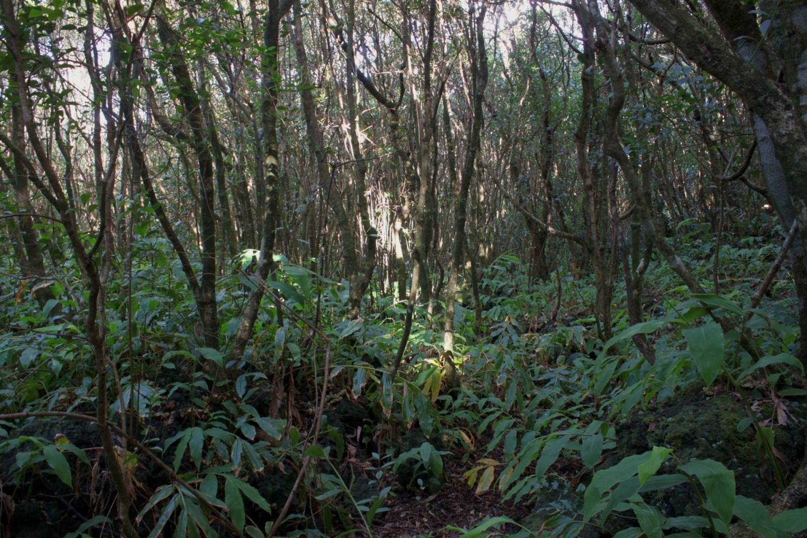 forest plot varadouro faial